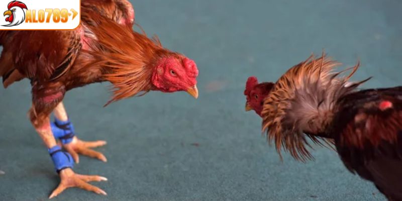 Khám phá sơ lược bộ môn đá gà Campuchia 